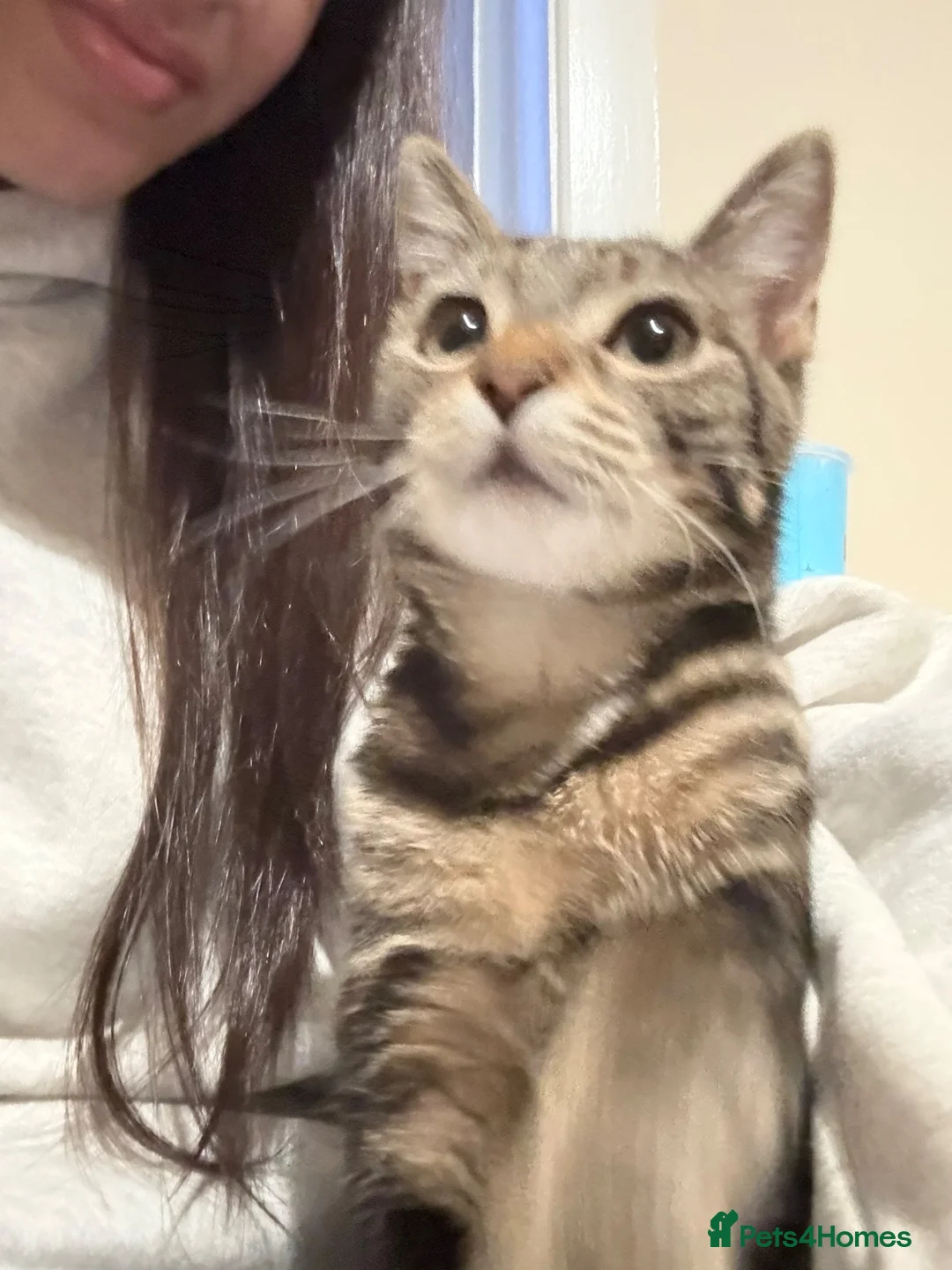 Domestic Shorthair cats for sale: Domestic shorthair need gone ASAP  in Oldham - Advert 4