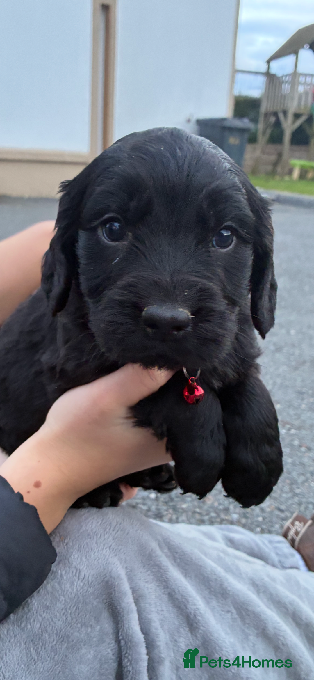 Mixed Breed dogs for sale: Golden retriever / border terrior mix  - Image 2