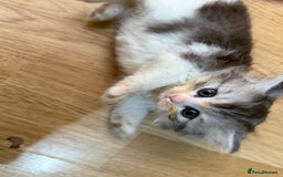 Mixed Breed cats for sale: Kittens for sale  - Image 3
