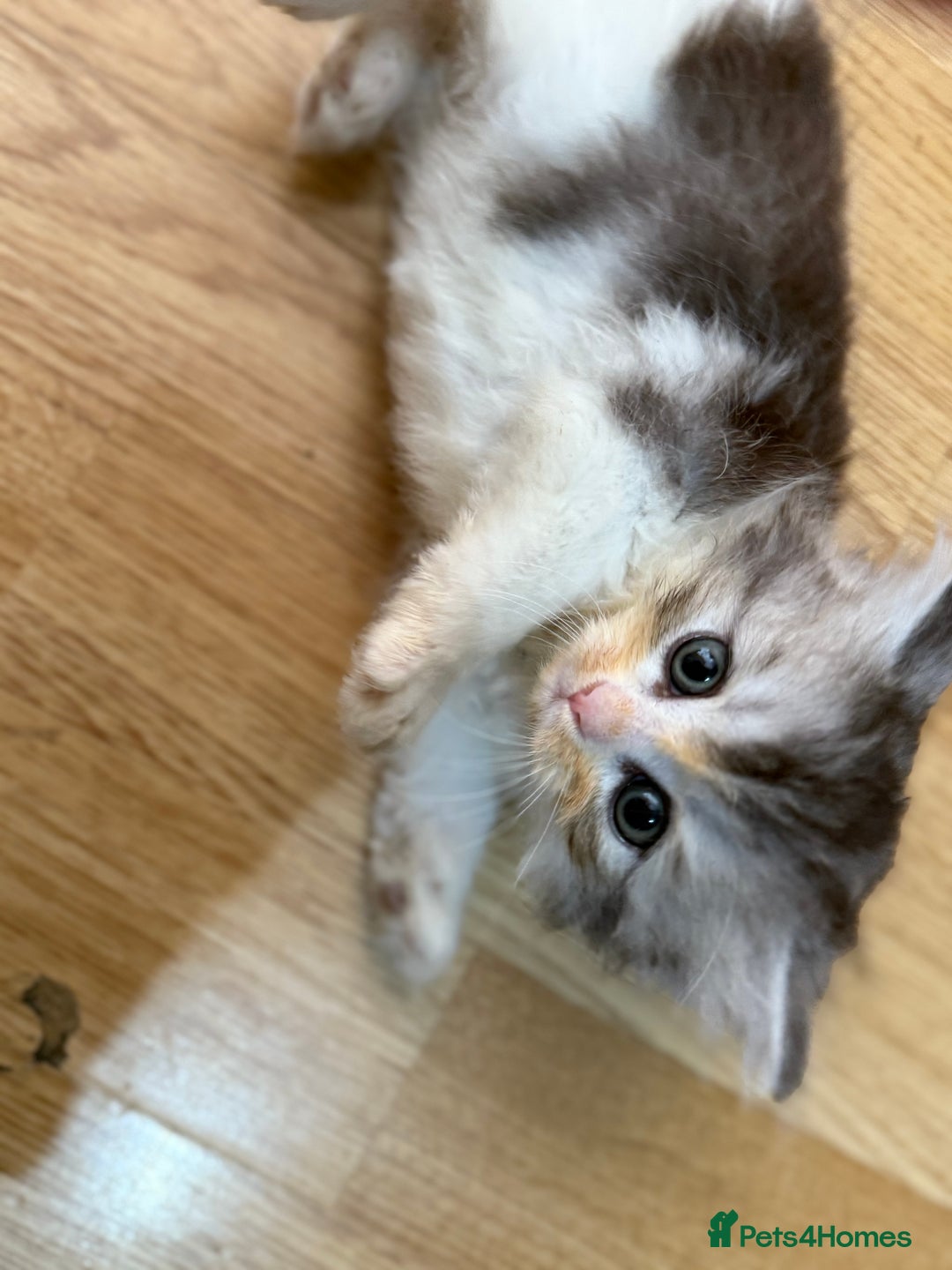 Mixed Breed cats for sale: Kittens for sale  - Image 3