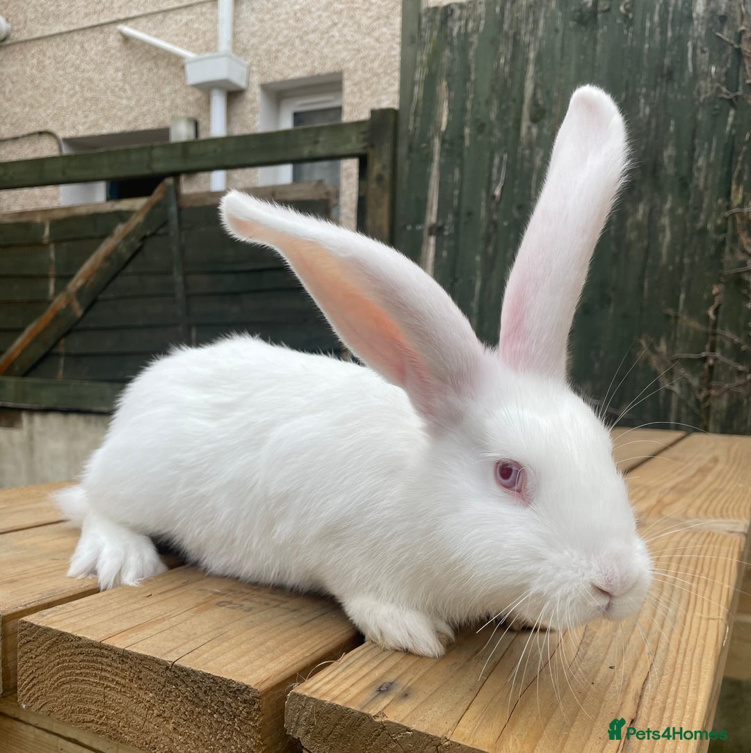Continental Giant rabbits for sale: 2 male continental giants left - Image 8