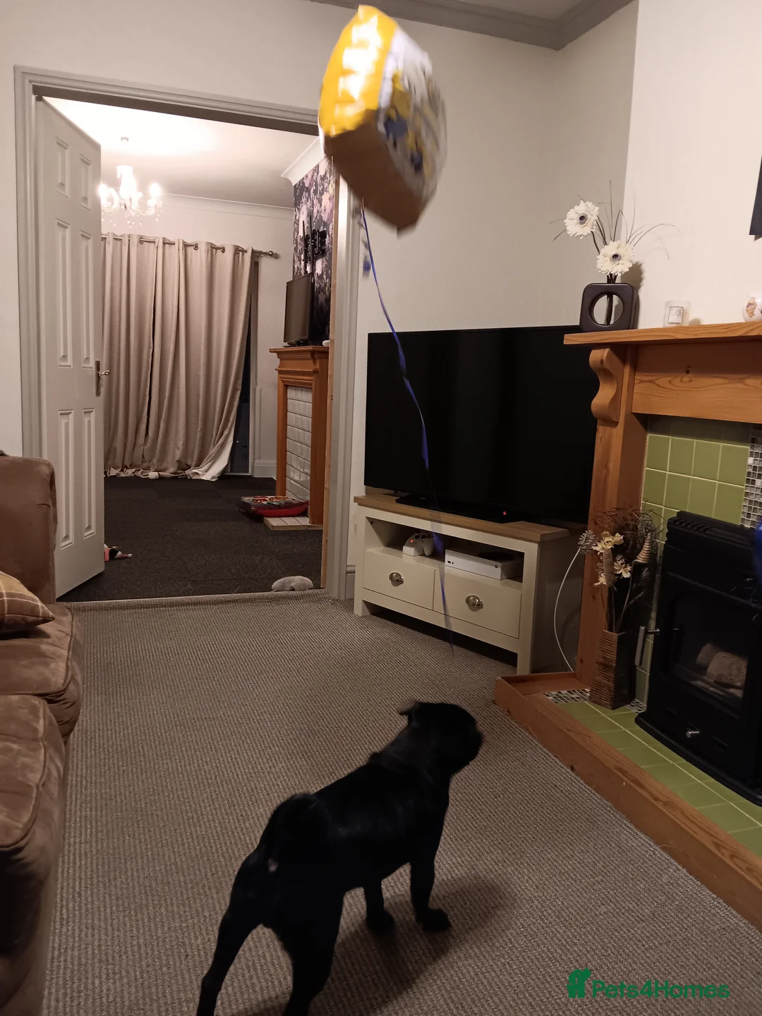 Pug dogs for sale: Black pug  in Derby - Advert 2