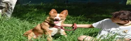 Portuguese Podengo dogs for adoption: Sweet  in Birkenhead - Advert 3