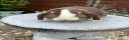 Mini Lop rabbits for sale: Gorgeous mini lop buck ready to go now   - Advert 12