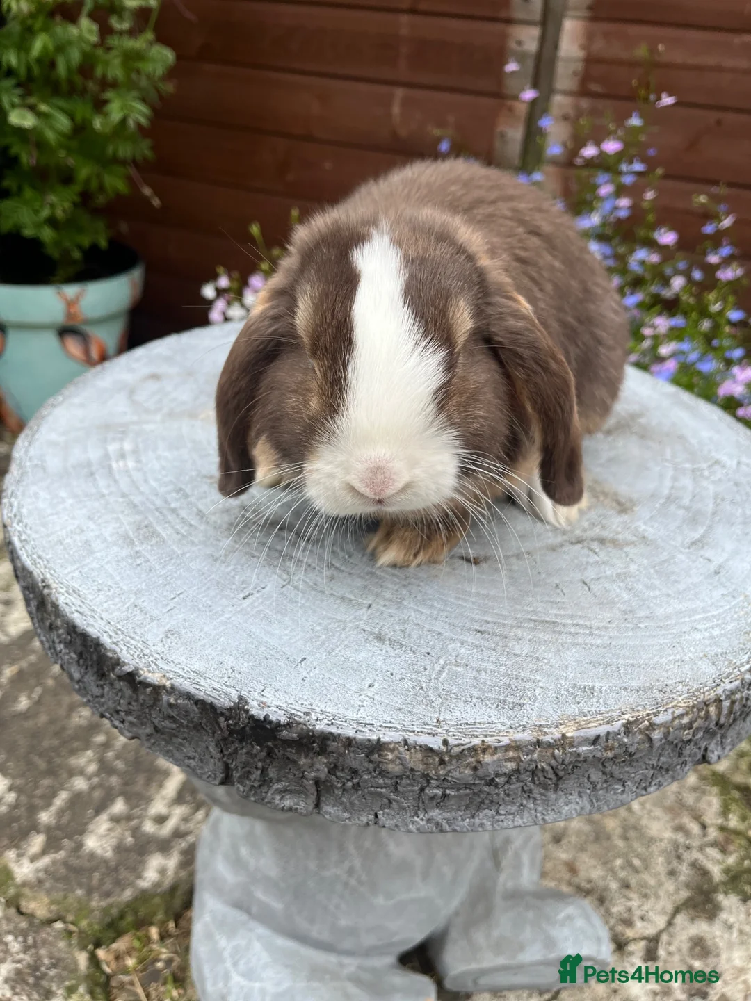 Mini Lop rabbits for sale: Gorgeous mini lop buck ready to go now   - Advert 12