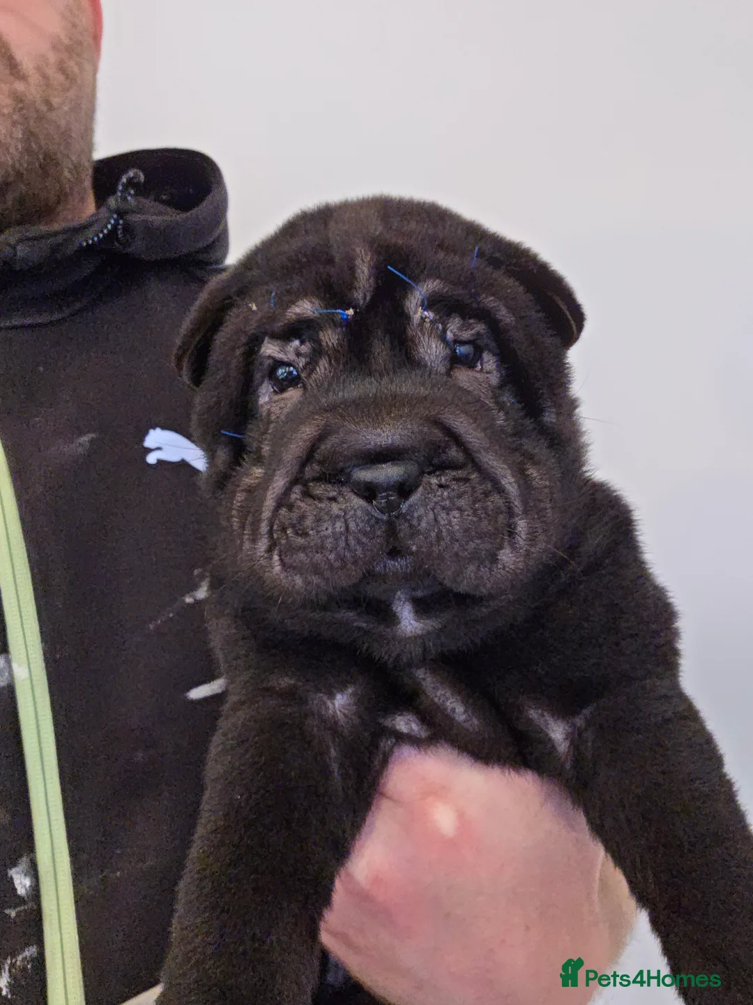 Shar Pei dogs for sale: Shar pei pups  - Advert 2