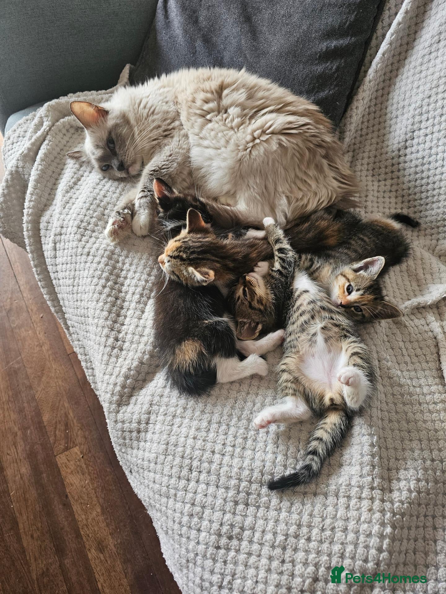 Mixed Breed cats Mix ragdoll boy kittens available  - Advert 1