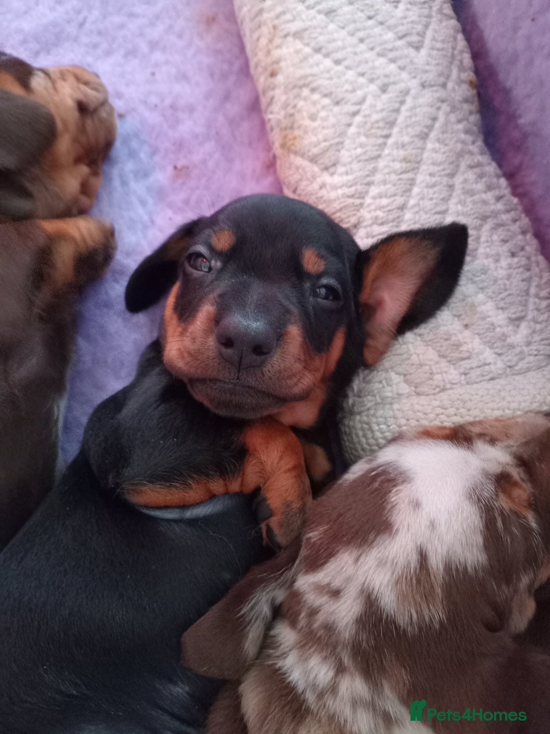 Dachshund dogs for sale: Dachshund puppies  - Advert 6