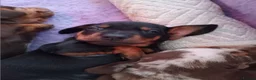 Dachshund dogs for sale: Dachshund puppies  - Advert 6