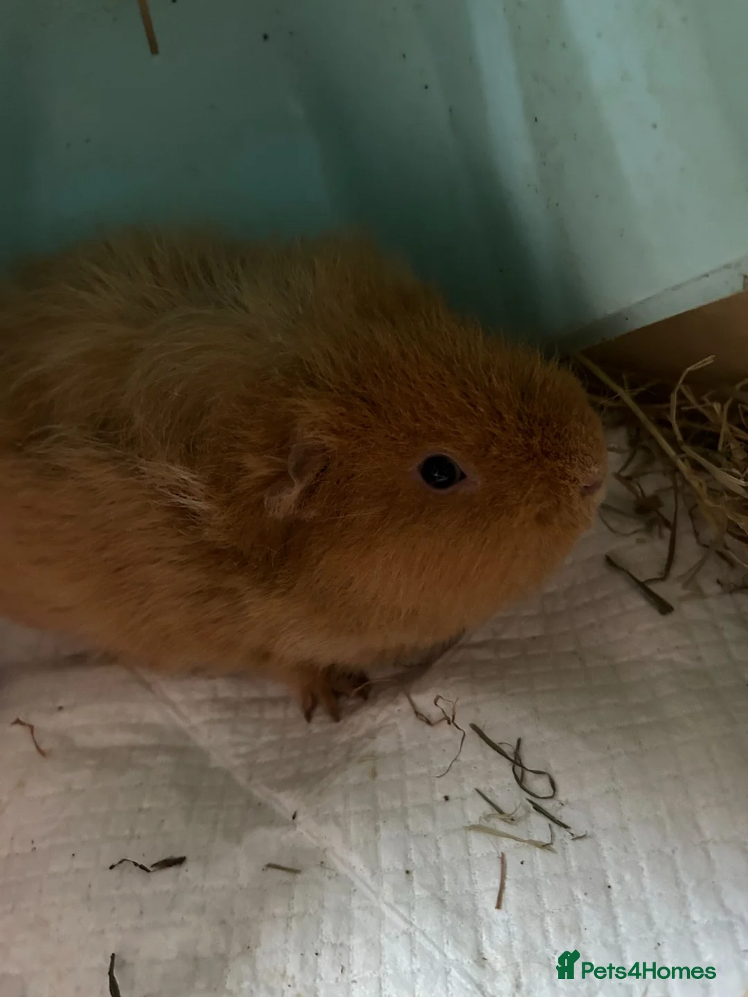 Guinea Pig rodents for sale: 2 boy guinea pigs to be sold together in Cramlington - Advert 2