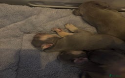 French Bulldog dogs for sale: Pedigree Frenchies - New Shade Isabella’s & Lilacs - Image 28