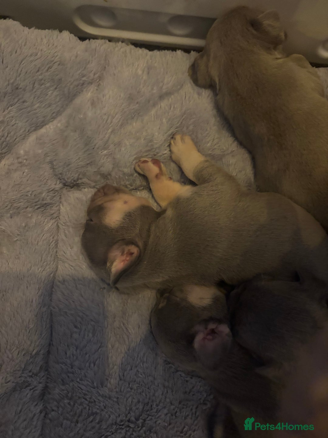 French Bulldog dogs for sale: Pedigree Frenchies - New Shade Isabella’s & Lilacs - Image 28