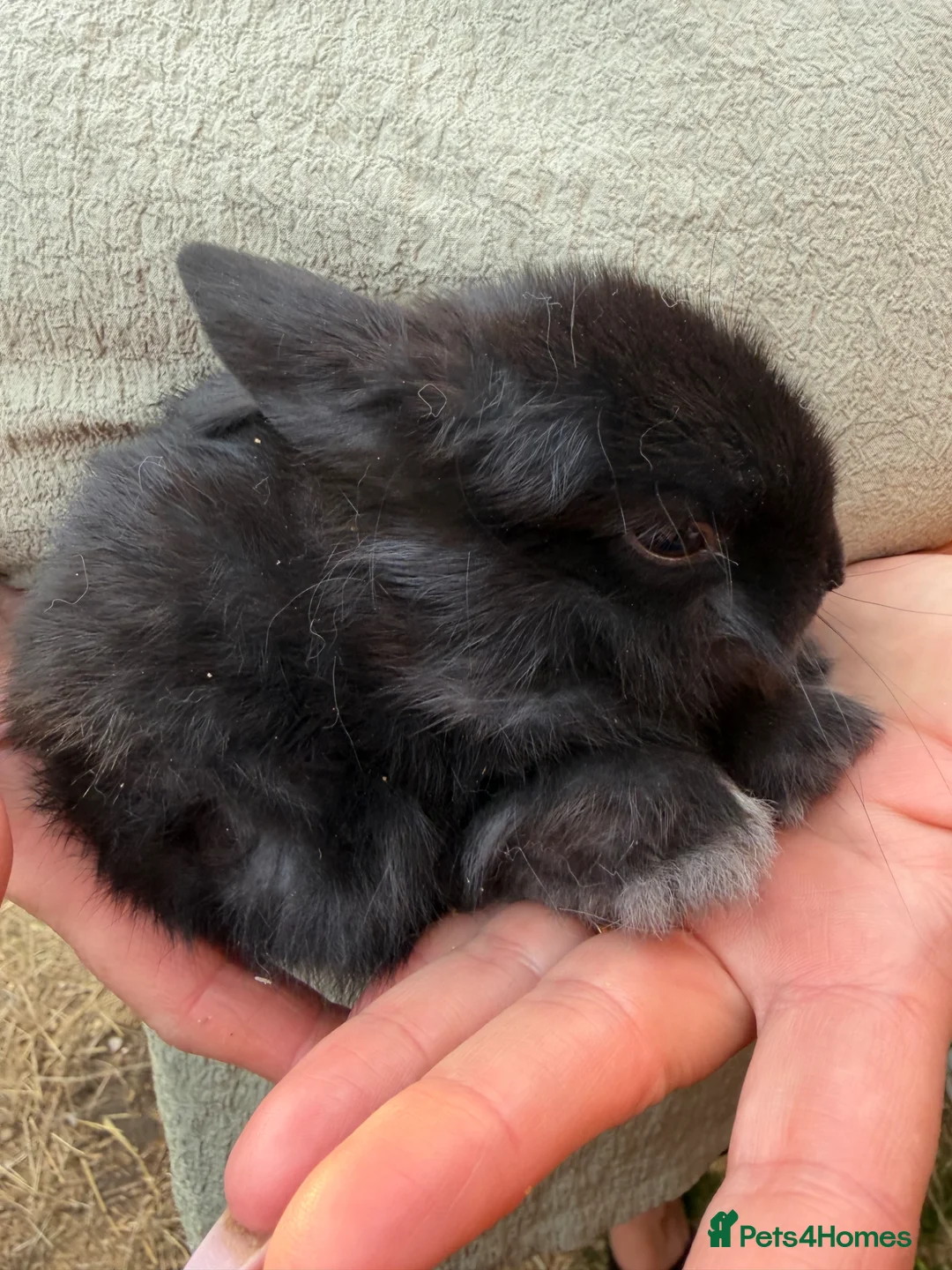 Netherland Dwarf rabbits for sale: Netherlands dwarf babies  - Advert 2