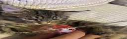 Mixed Breed cats for sale: European beautiful little girl - Advert 6
