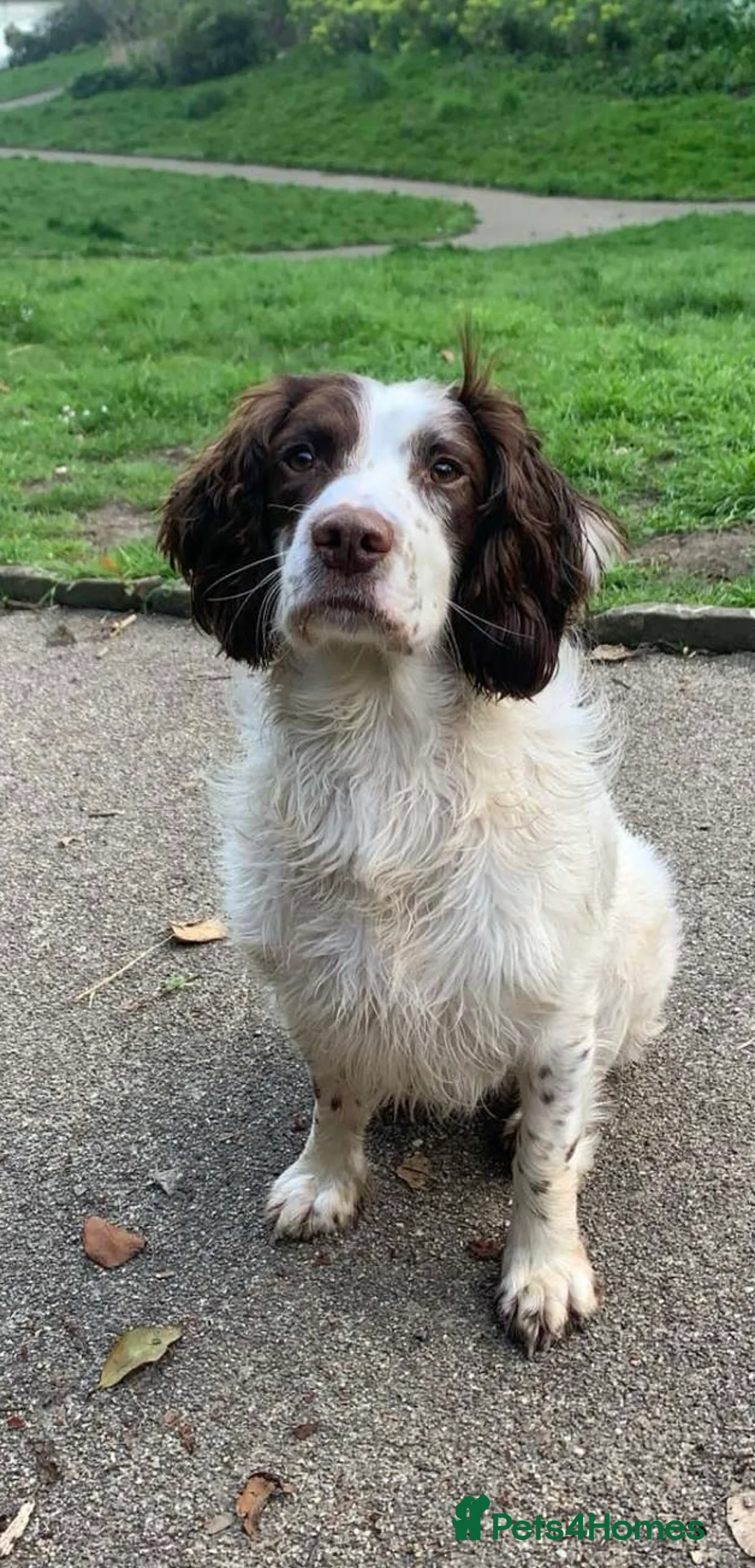 English Springer Spaniel dogs for stud: KC Registered English Springer Spaniel Stud in Bexhill-on-Sea - Advert 3