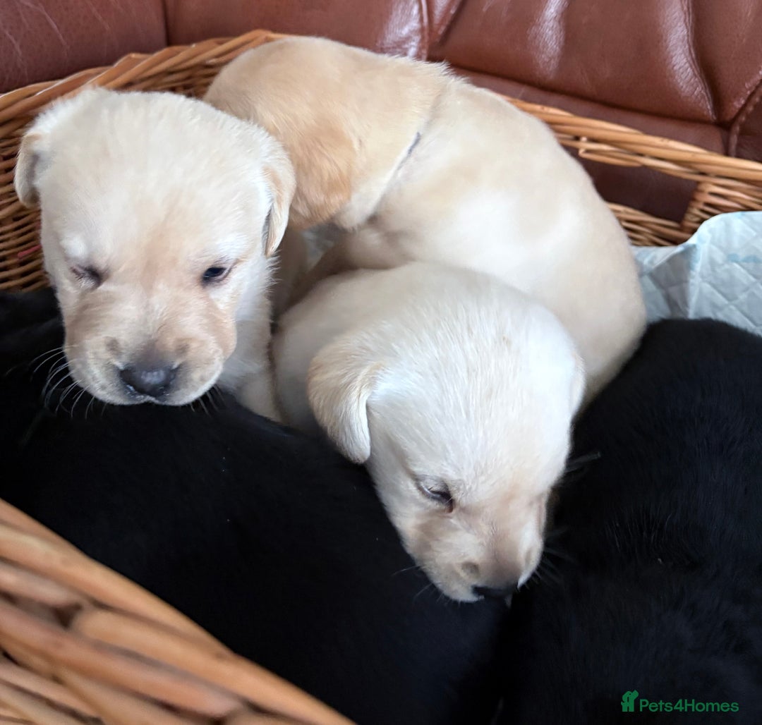Labrador Retriever dogs for sale:  labrador retriever pups - Image 14
