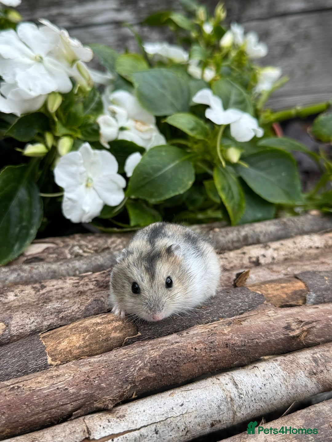 Hamster rodents for sale: Beautiful baby hamsters. Russian Dwarf and Syrian - Image 18