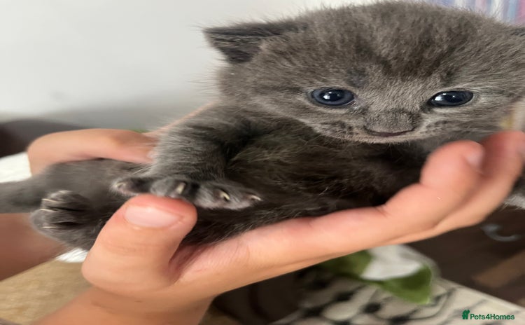 Russian Blue cats - Advert 3