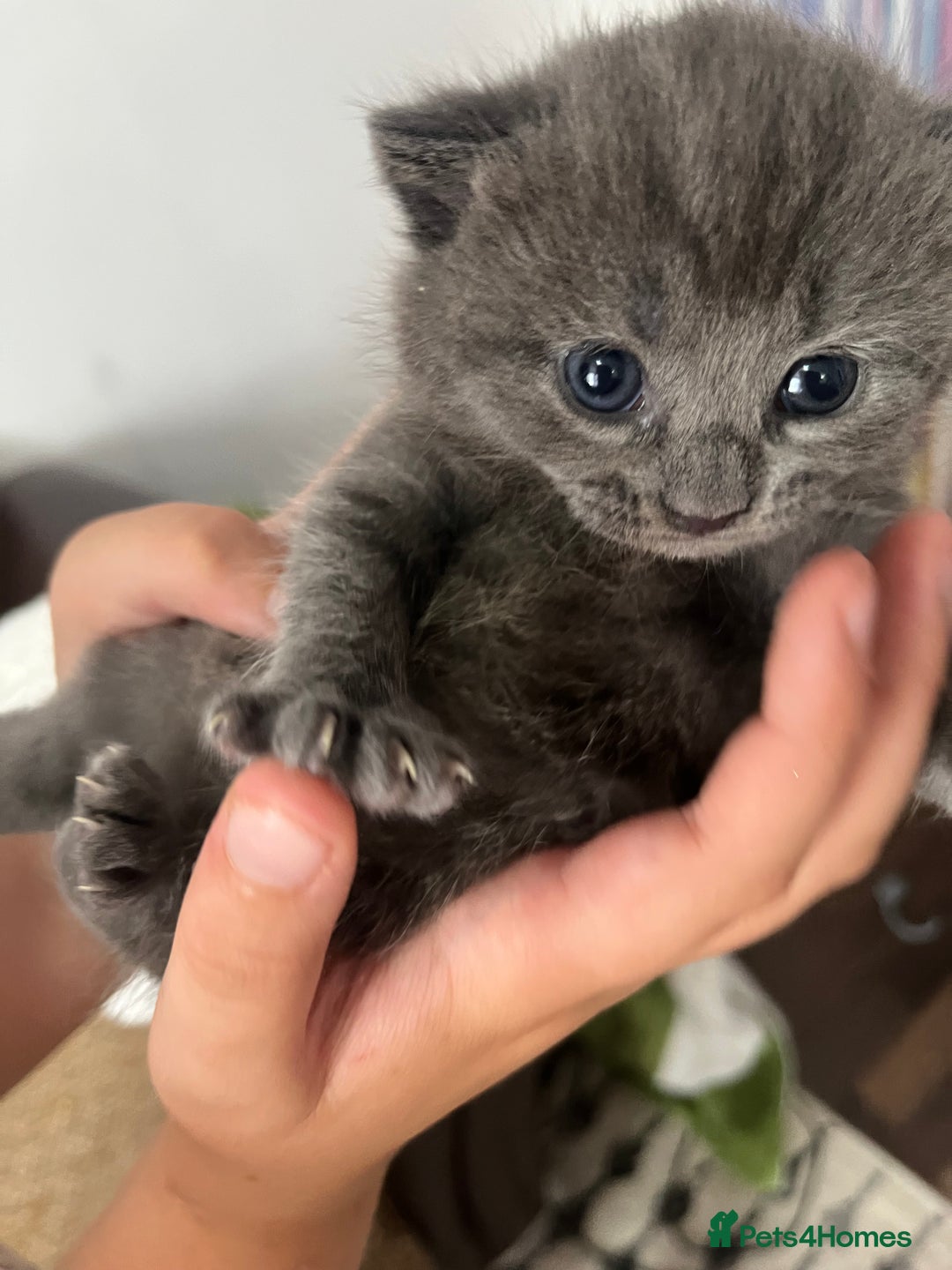 Russian Blue cats for sale: Kittens half Russian Blue - Image 1