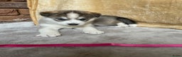 Siberian Husky dogs for sale: Siberian Husky Puppies  - Advert 11