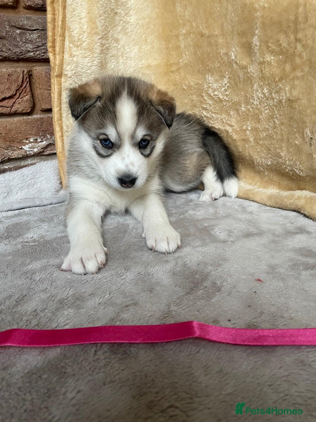 Siberian Husky dogs for sale: Siberian Husky Puppies  - Advert 11