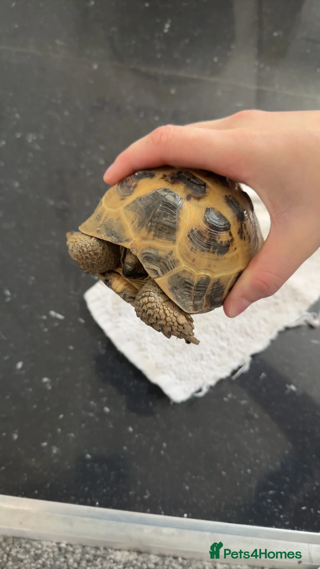 Tortoise reptiles for sale: Horsefeild tortoise 6 years old  in Newcastle upon Tyne - Advert 3