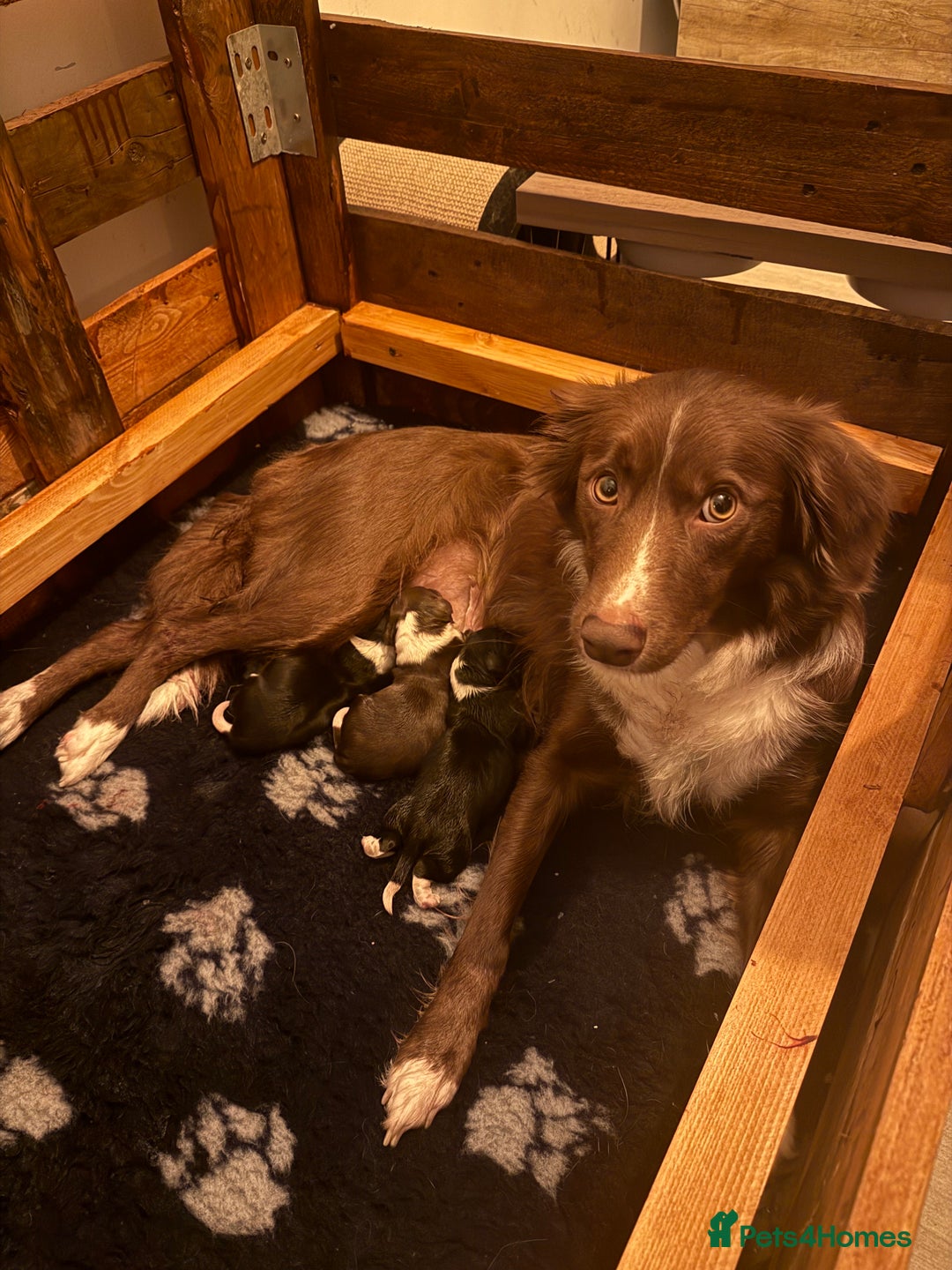 Mixed Breed dogs for sale: Beautiful puppies Sprollie x Cocker Spaniel  - Advert 1