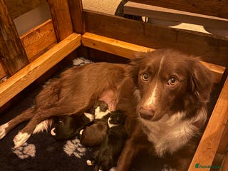 Mixed Breed dogs Beautiful puppies Sprollie x Cocker Spaniel - Advert 17