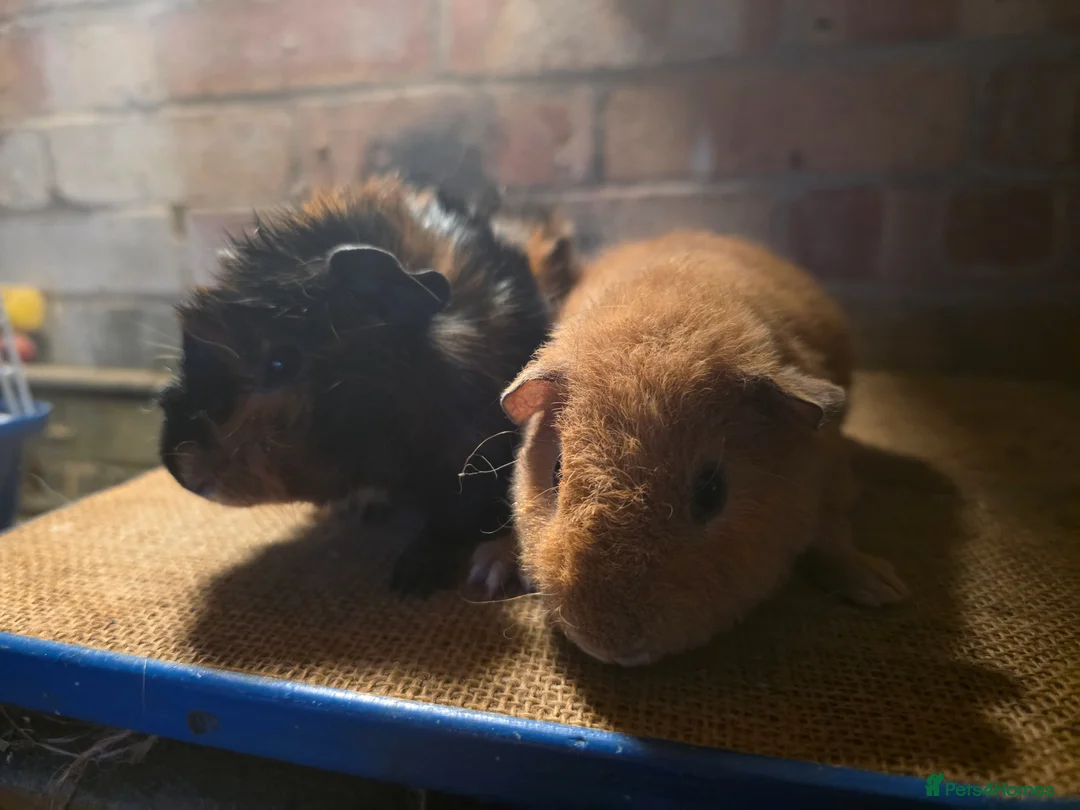 Guinea Pig rodents for sale: Two baby boars for sale - Advert 2