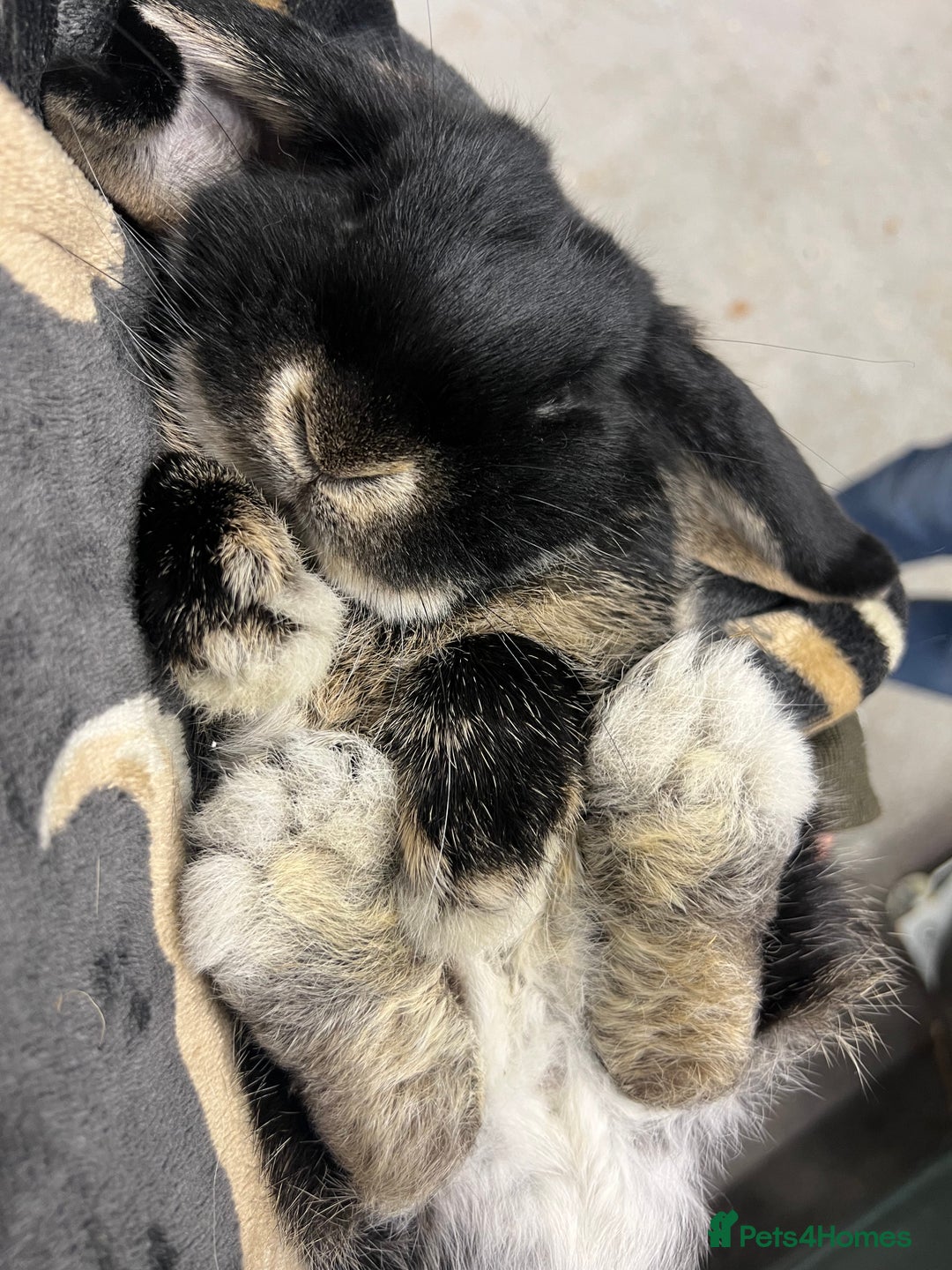 Mini Lop rabbits for sale: 2 Mini Lop + Large Hutch Ready for 5 star Family  - Image 8