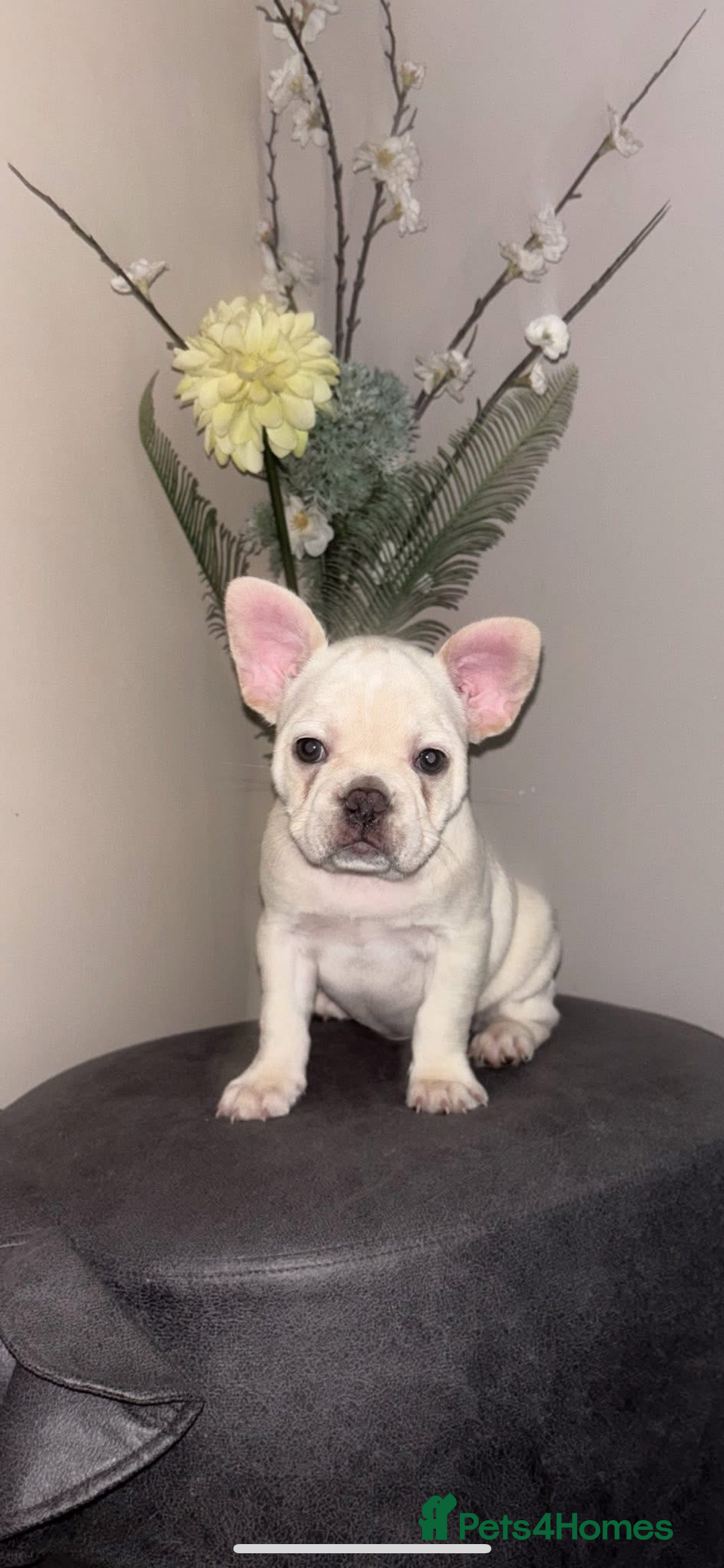 French Bulldog dogs French bulldog puppies  - Advert 5
