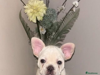 French Bulldog dogs French bulldog puppies - Advert 19