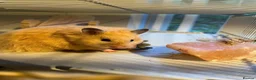 Hamster rodents for sale: Sydney in Sutton Coldfield - Advert 1