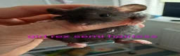 Rat rodents for sale: Beautiful litter of mixed rat babies  - Advert 9
