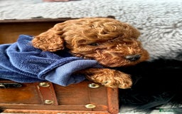 Toy Poodle dogs for sale: RED Toy Poodles  - Advert 10