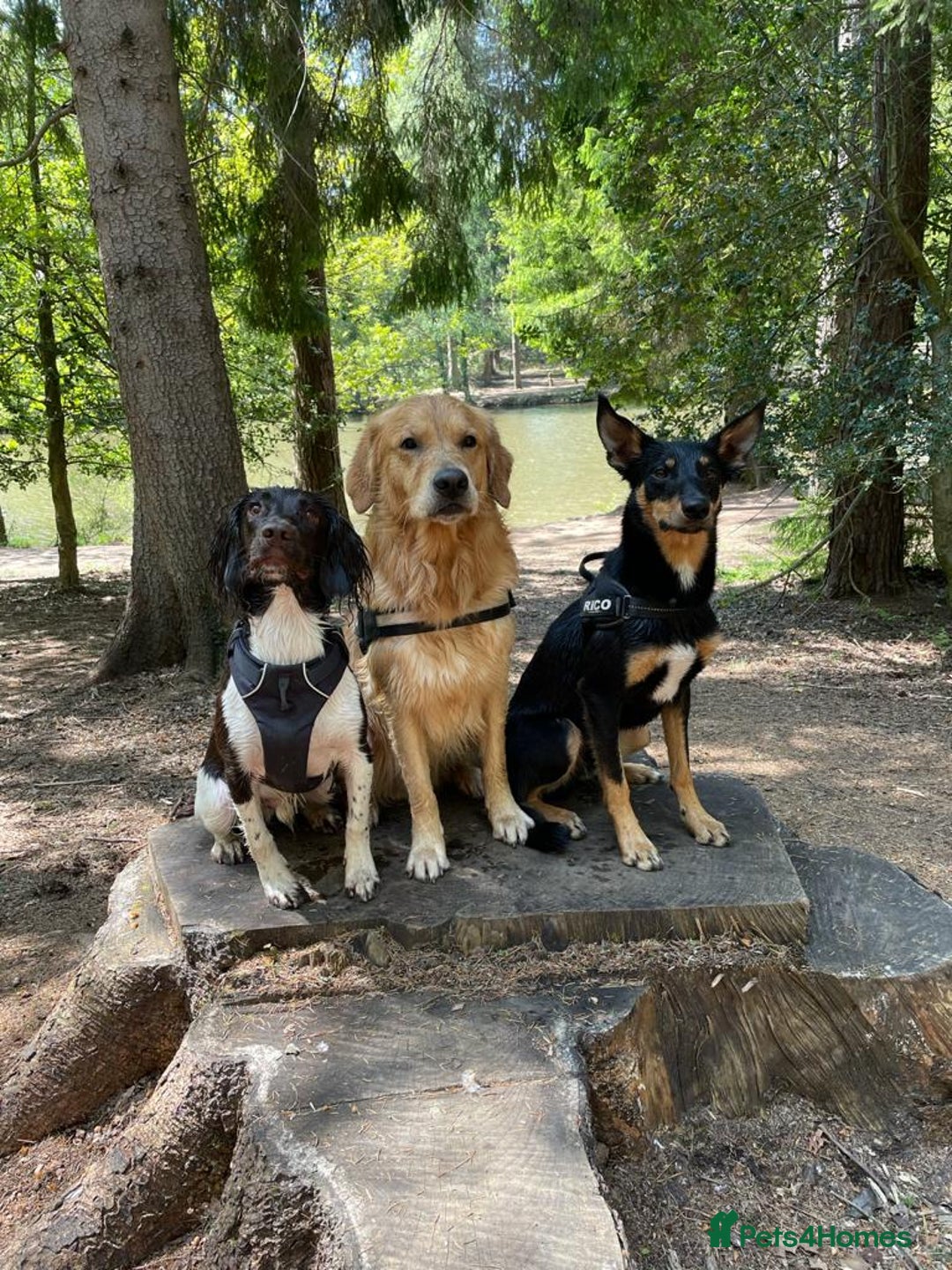 Golden Retriever dogs for stud: Very Experienced Golden retriever stud in Telford - Advert 4