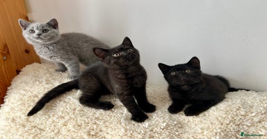 British Shorthair cats - Advert 13