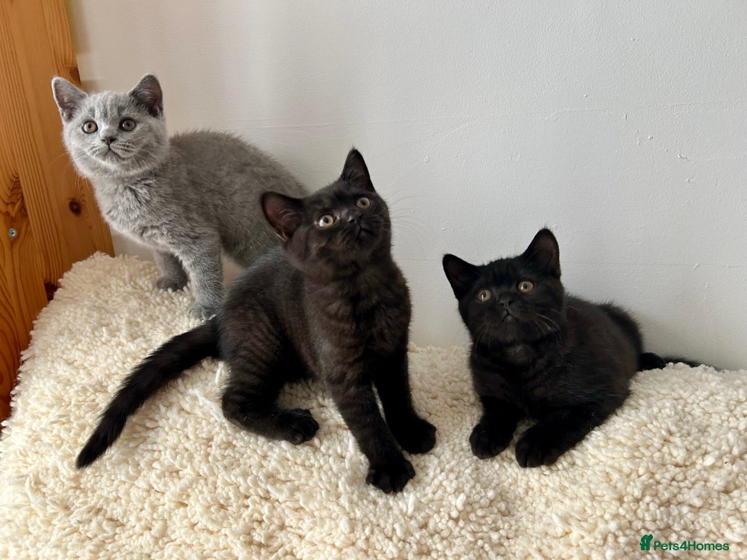 British Shorthair cats for sale: Ready to go pure breed British shorthair kittens - Image 2