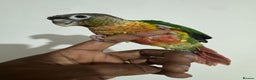 Conures birds for sale: HAND REARED GREEN CHEEKS CONURE  - Advert 11