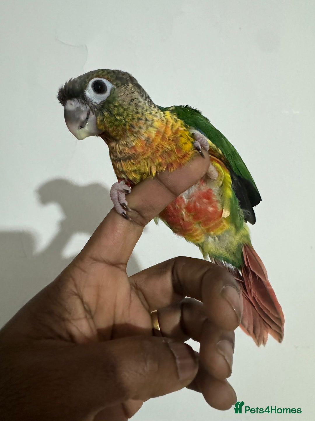Conures birds for sale: HAND REARED GREEN CHEEKS CONURE  - Advert 11