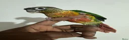 Conures birds for sale: HAND REARED GREEN CHEEKS CONURE  - Advert 11