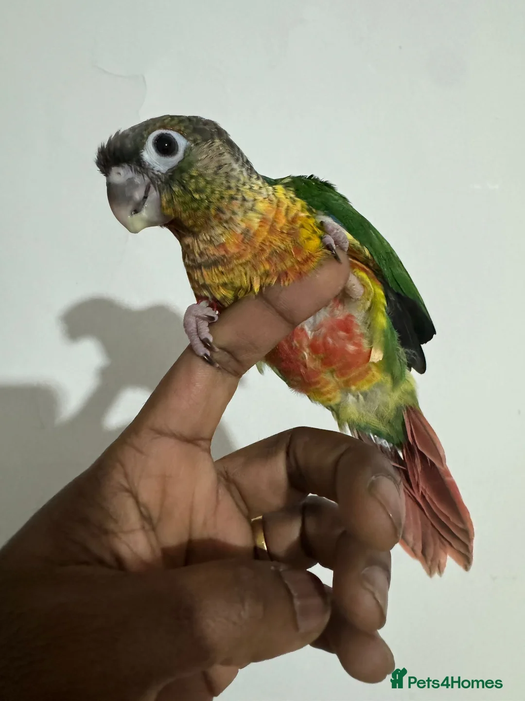 Conures birds for sale: HAND REARED GREEN CHEEKS CONURE  - Advert 11