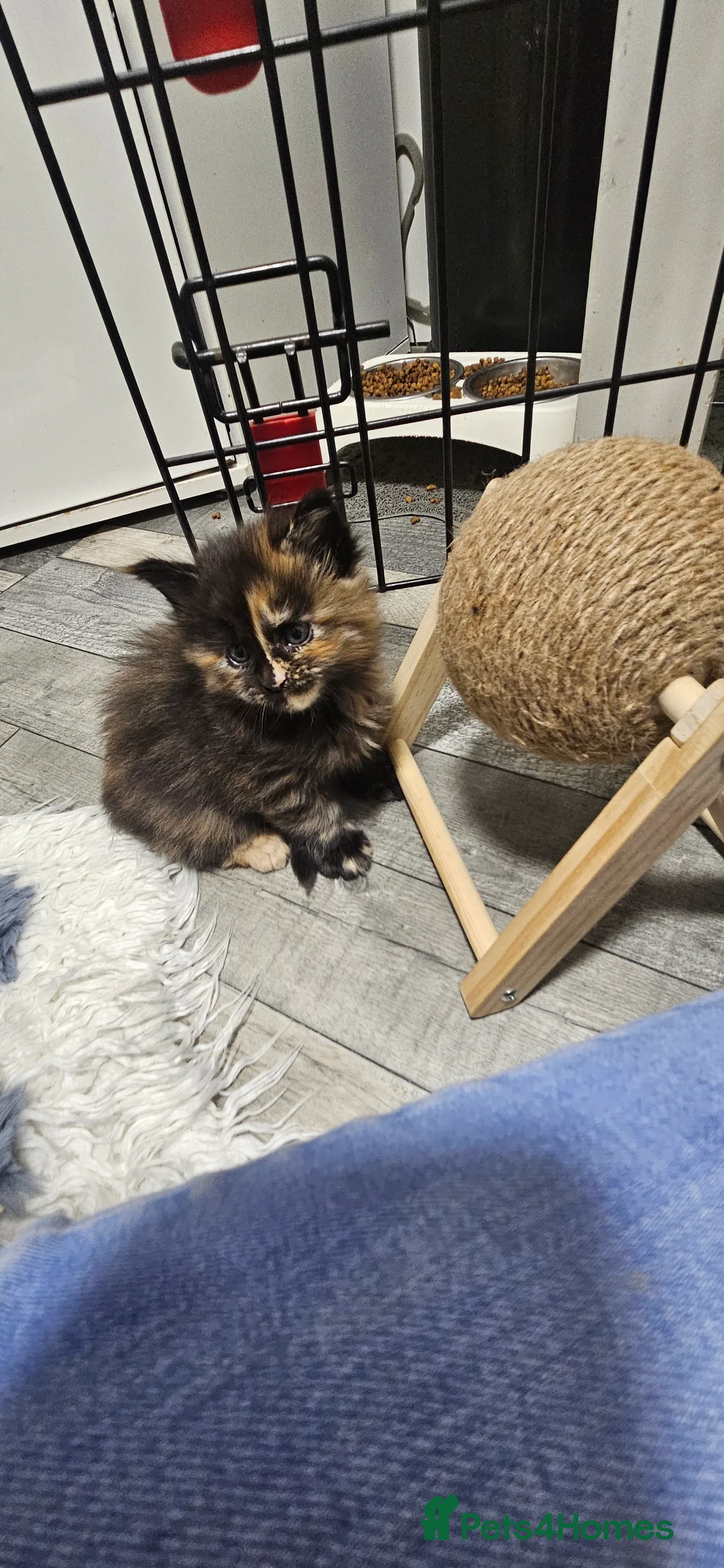 Maine Coon cats for sale: Beautiful tica registered maine coon kittens  - Advert 7