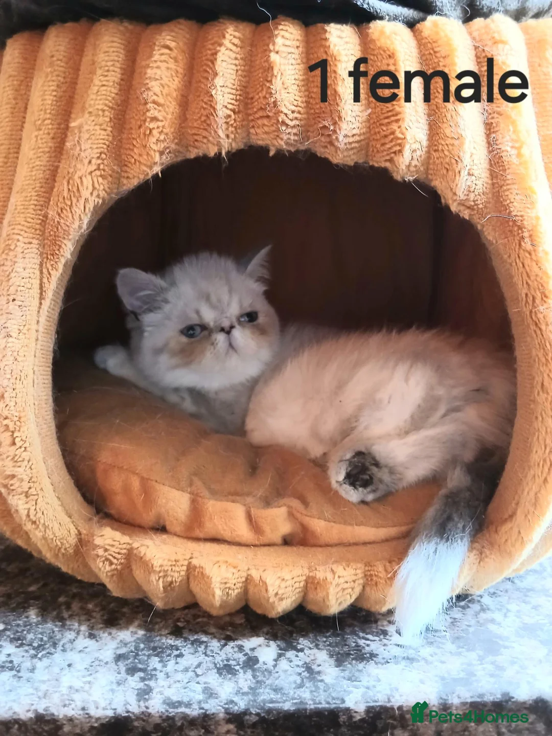 Exotic cats for sale: REDUCED PEDIGREE BABIES in Sheffield - Advert 2