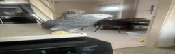 Parrots birds for sale: African Grey  - Advert 3