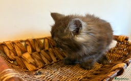 Maine Coon cats for sale: 🐾 Russian Maine Coon Kittens – TICA Registered 🐾 - Image 5