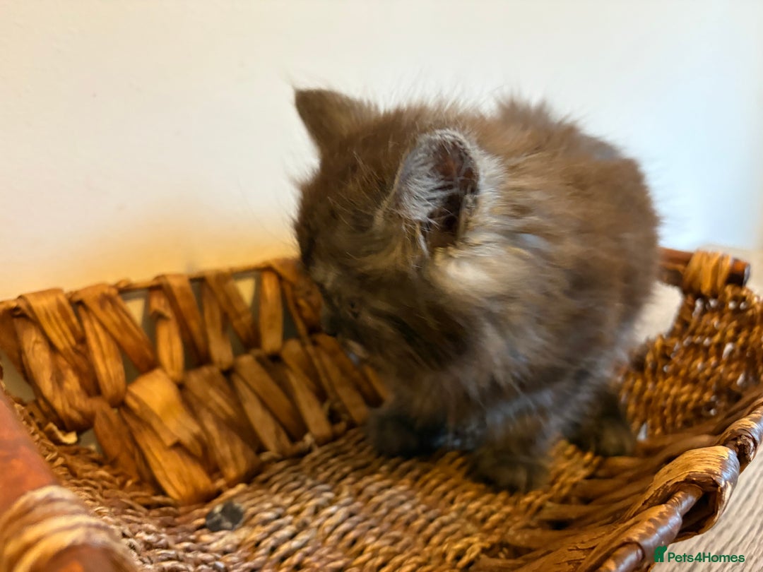 Maine Coon cats for sale: 🐾 Russian Maine Coon Kittens – TICA Registered 🐾 - Image 5