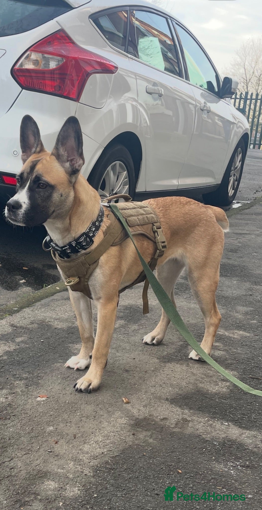 Mixed Breed dogs Maggie French bulldog cross  - Advert 8
