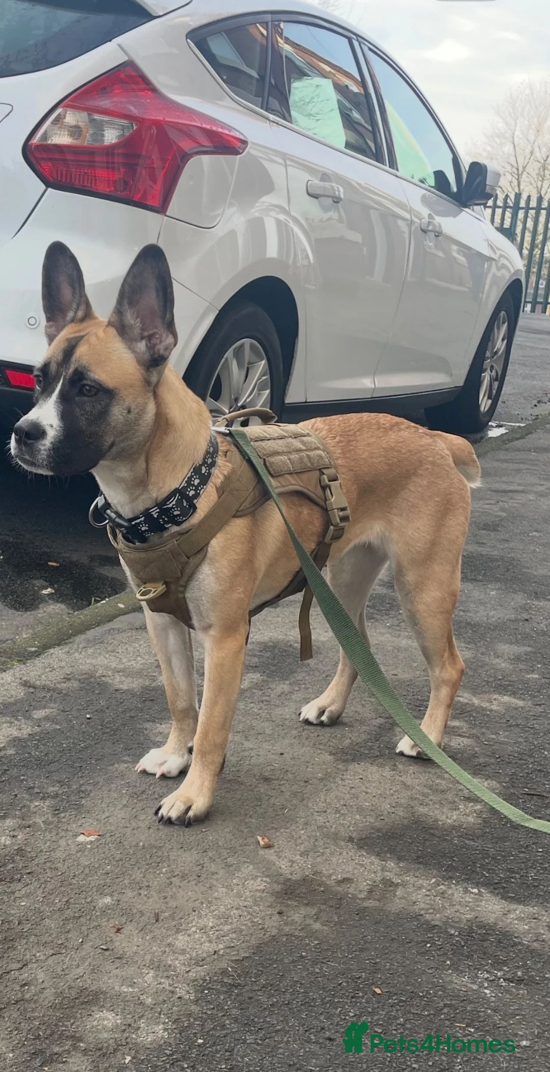 Mixed Breed dogs for sale: Maggie French bulldog cross  - Advert 1