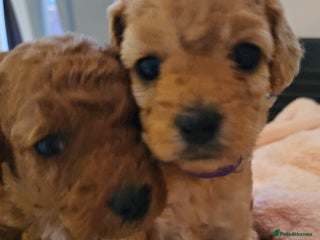 Cavapoo dogs Gorgeous Cavapoo Puppies - Advert 1